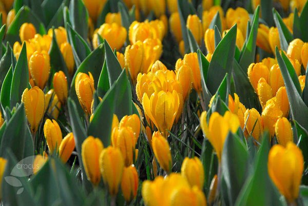 St Valentine and the yellow crocus and more